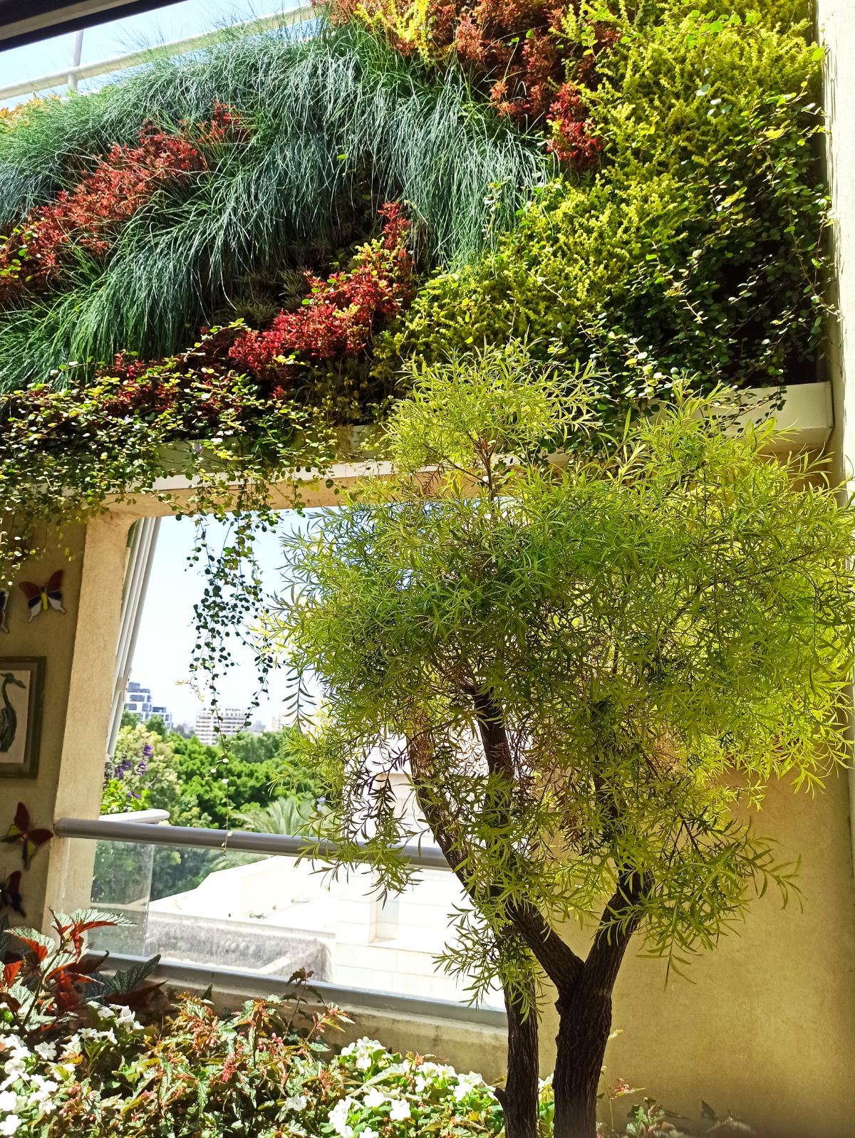 קיר ירוק במרפסת בשילוב אדניות עם עץ